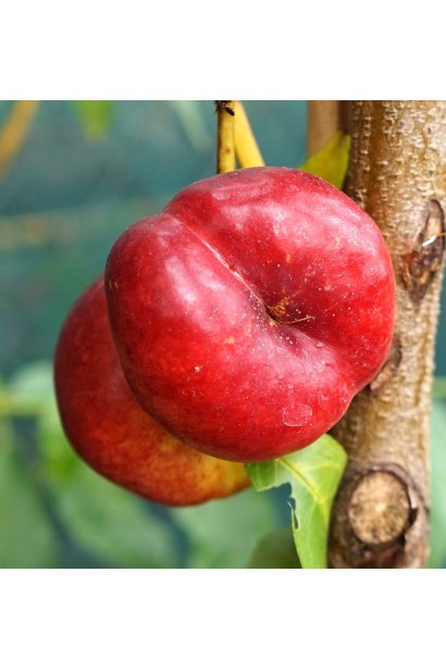 Соковиті плоди нектарину Стармен 